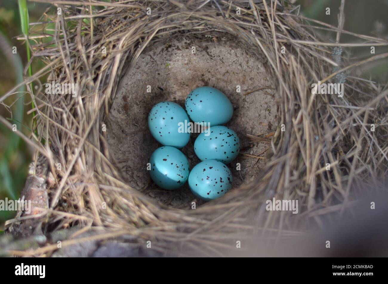 Il nido di Trush di Song -Turdus Philomelos. Cinque uova turchesi macchiate nel nido di una canzone mughetto nel loro habitat naturale. Foto Stock