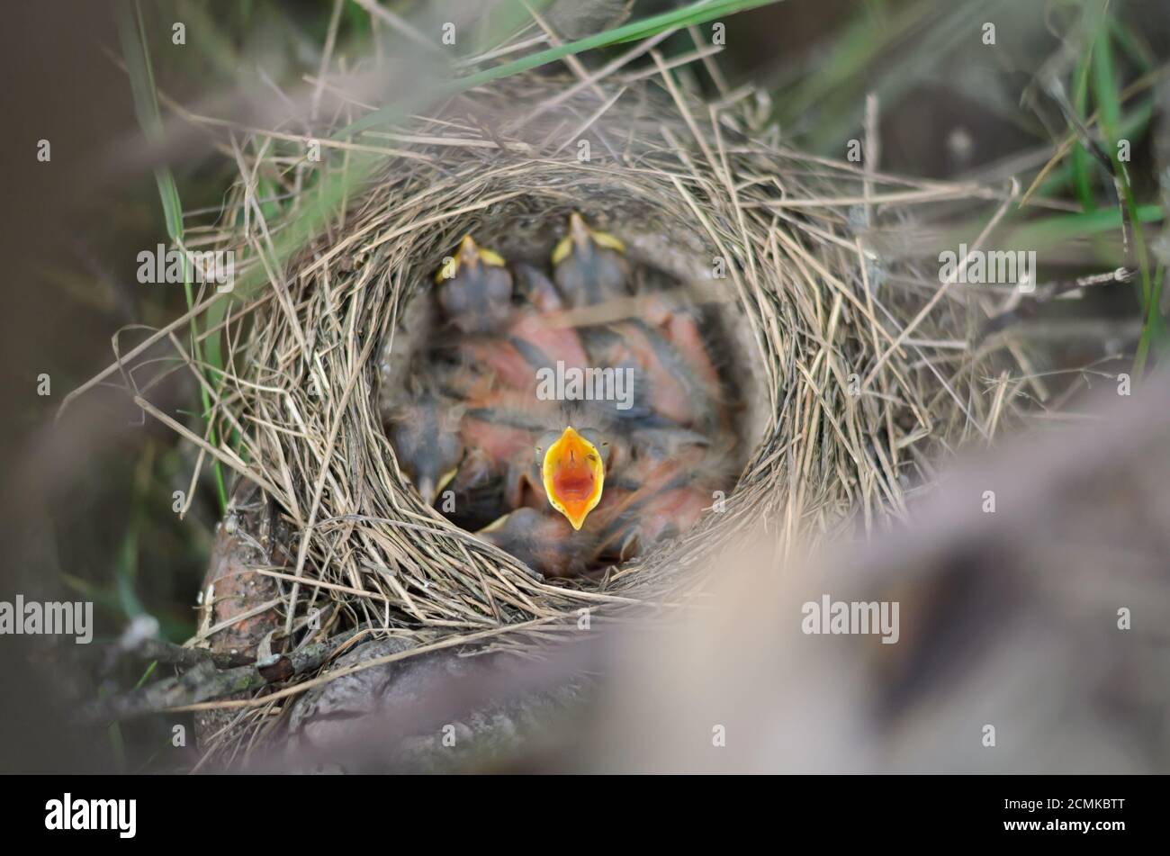 Piccolo uccello neonato di un Trush Song (Turdus philomelos) con becco largo aperto chiedendo cibo. Fauna dell'Ucraina. Profondità di campo poco profonda, primo piano. Foto Stock