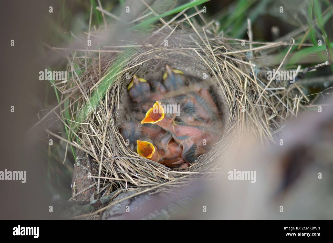 I nestlings di un Thrush di canzone (Turdus Philomelos) nel nido nel loro habitat naturale. Fauna dell'Ucraina. Profondità di campo poco profonda, primo piano. Foto Stock