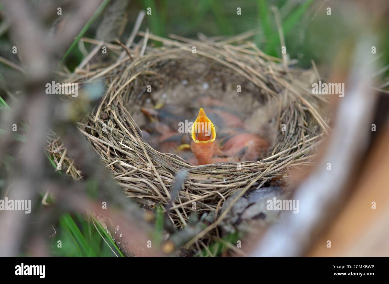 Piccolo uccello neonato nel nido di una Song Thrush (Turdus Philomelos) con aperto in attesa di essere nutrito. Profondità di campo poco profonda, primo piano. Foto Stock