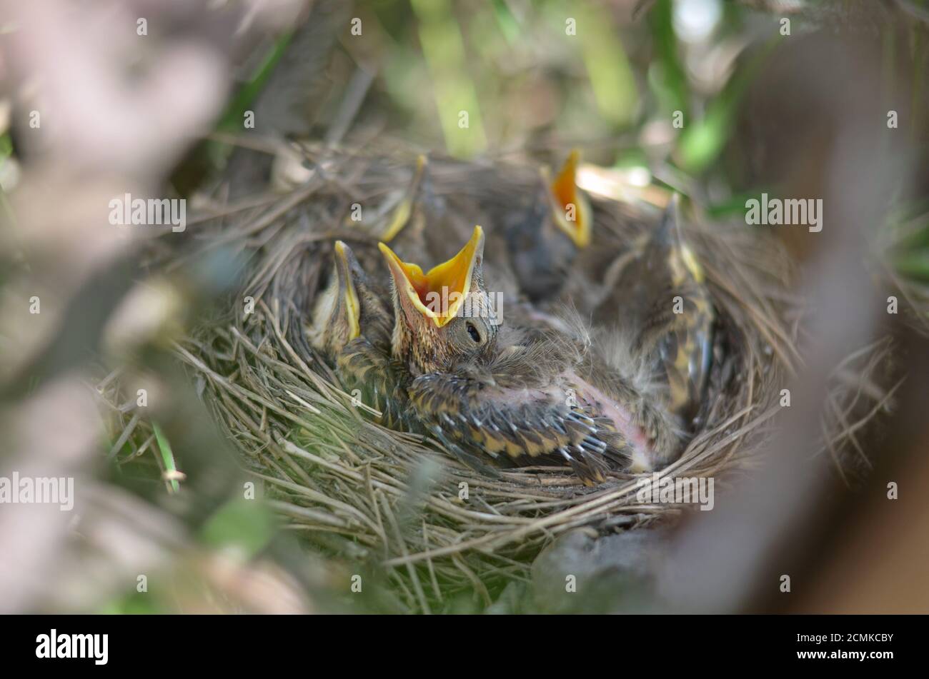Uccello bambino di un Trush della canzone (Turdus Philomelos) che chiede il cibo. Fauna dell'Ucraina. Profondità di campo poco profonda, primo piano. Foto Stock