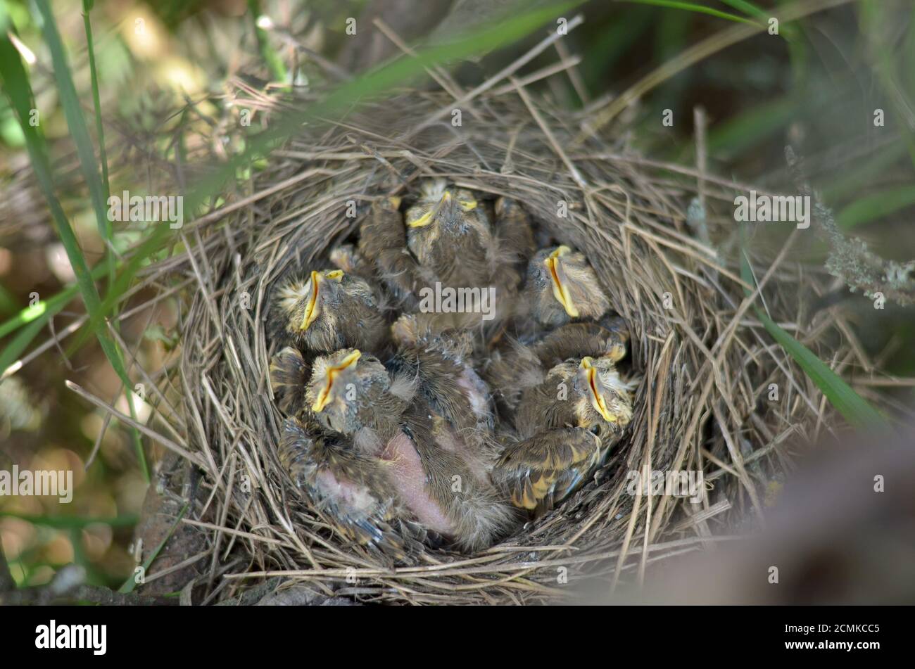 Cinque nestlings di un Thrush di canzone (Turdus Philomelos) nel nido nel loro habitat naturale. Fauna dell'Ucraina. Profondità di campo poco profonda, primo piano. Foto Stock