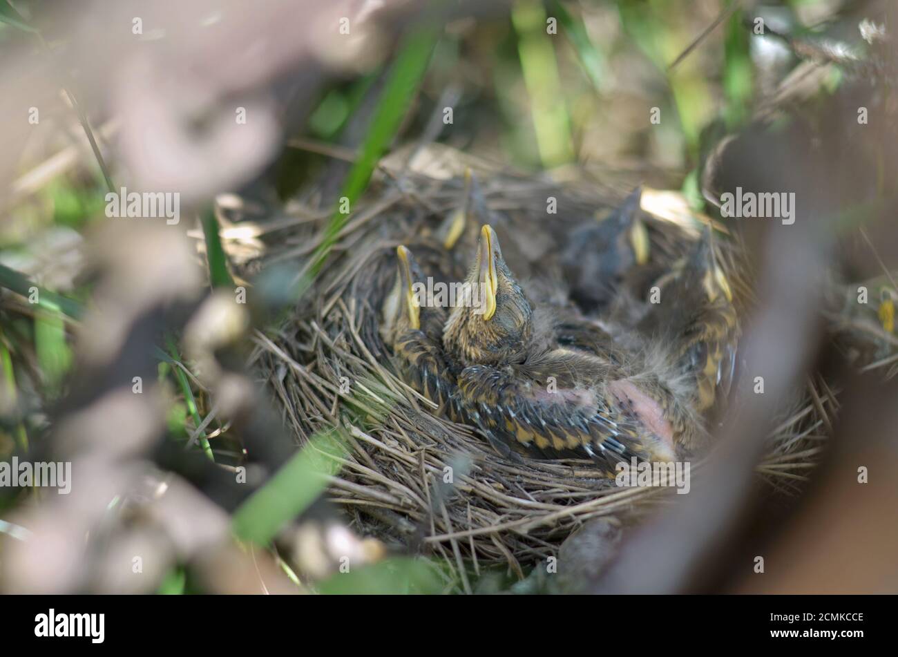 Piccoli uccelli di una Song Thrush (Turdus Philomelos) nel loro habitat naturale. Fauna dell'Ucraina. Profondità di campo poco profonda, primo piano. Foto Stock