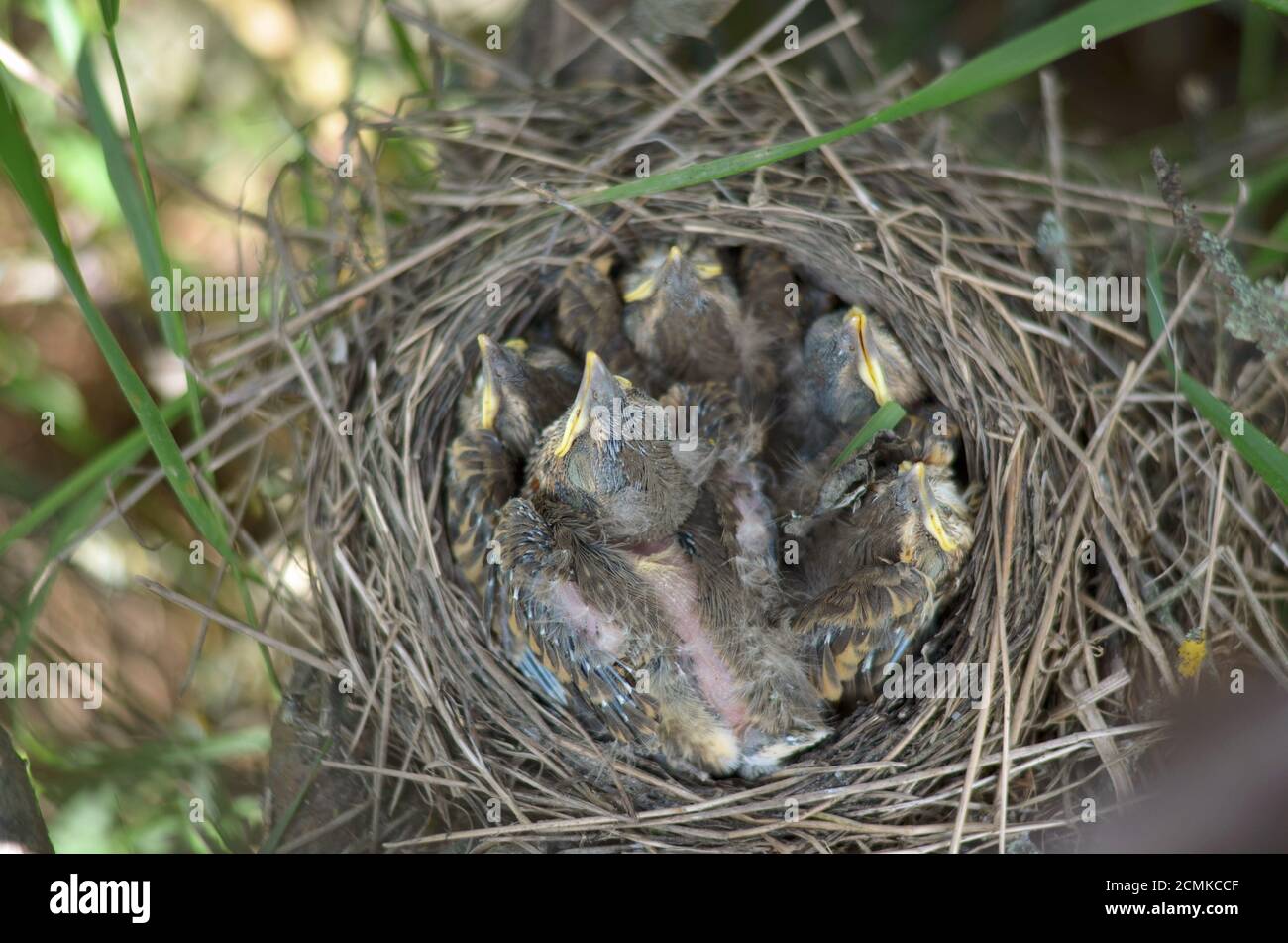 Cinque piccoli uccelli di una Song Thrush (Turdus Philomelos) nel nido nel loro habitat naturale. Fauna dell'Ucraina. Profondità di campo poco profonda, primo piano. Foto Stock