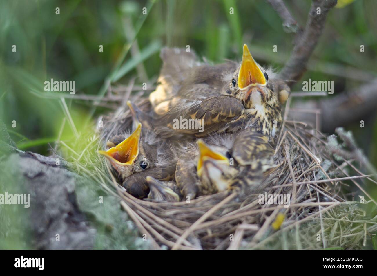Fuggi di una canzone thrush (Turdus philomelos) nel suo nido sono in attesa di cibo. Fauna dell'Ucraina. Profondità di campo poco profonda, primo piano. Foto Stock