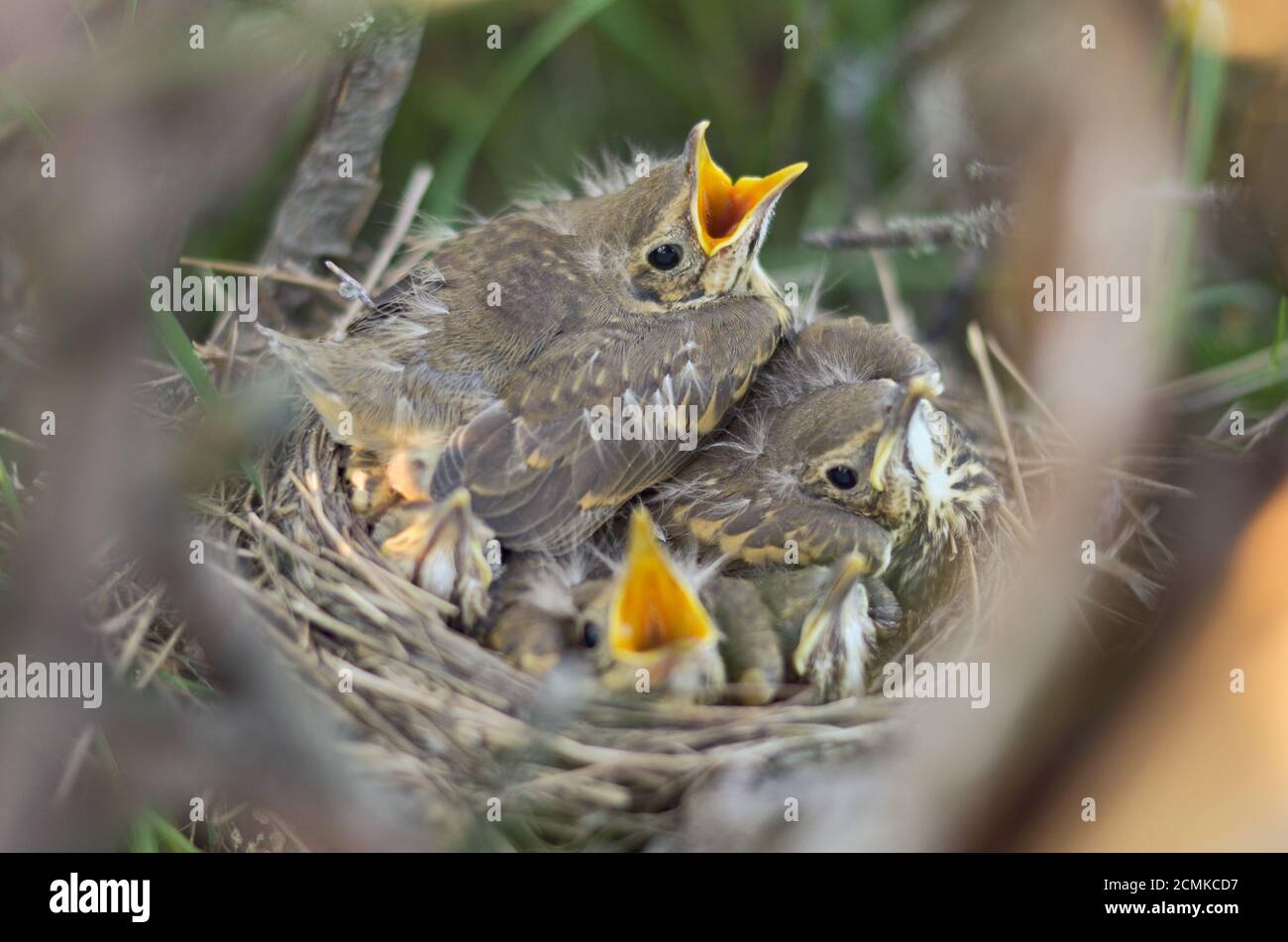Fugge di un Trush Song (Turdus philomelos) nel suo nido nel loro habitat naturale. Fauna dell'Ucraina. Profondità di campo poco profonda, primo piano. Foto Stock