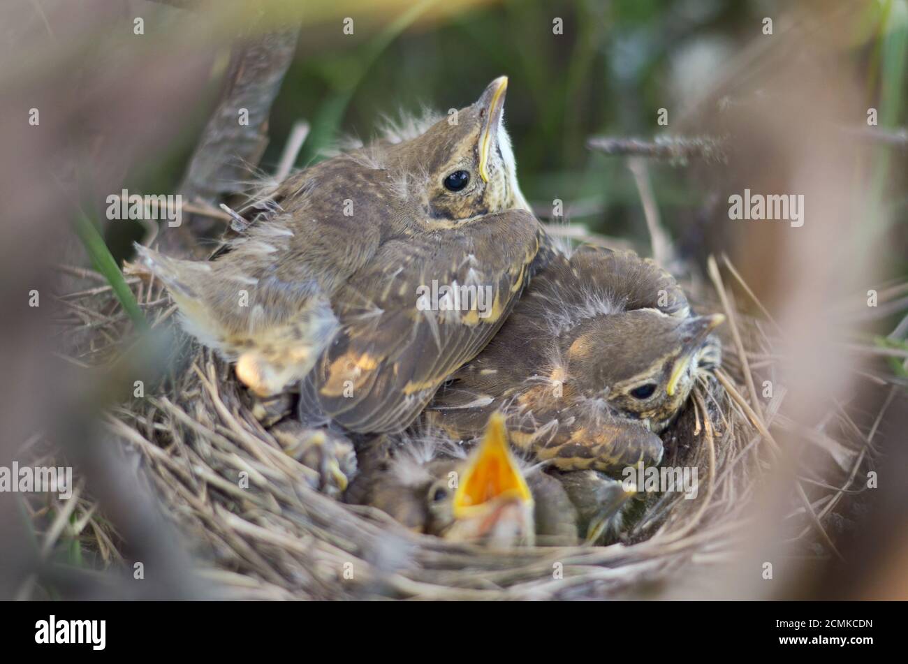Fugge di una canzone thrush (Turdus philomelos) nel loro habitat naturale. Fauna dell'Ucraina. Profondità di campo poco profonda, primo piano. Foto Stock