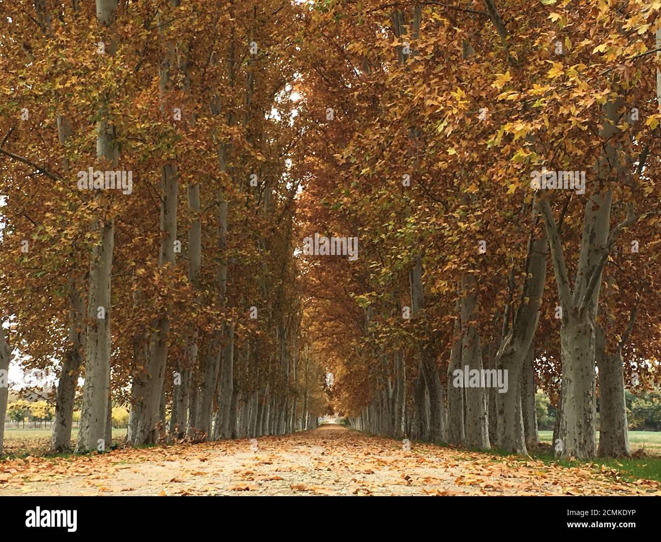 Timbro autunnale Foto Stock