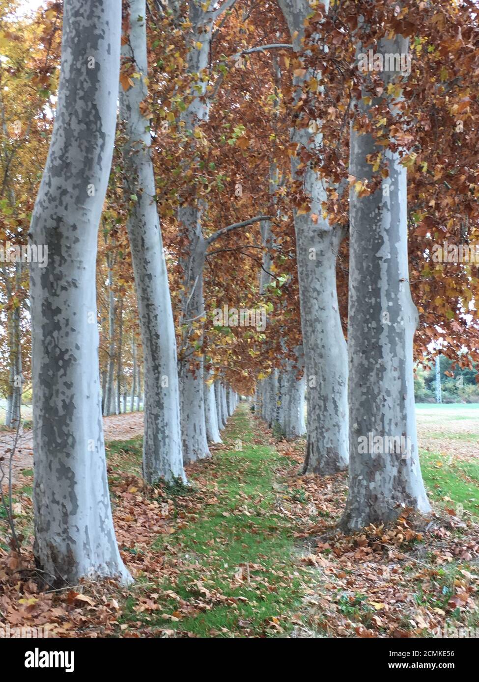 Timbro autunnale Foto Stock