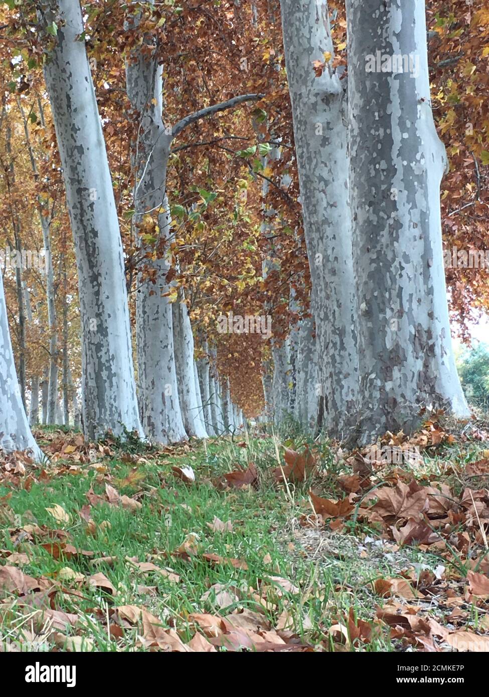 Timbro autunnale Foto Stock