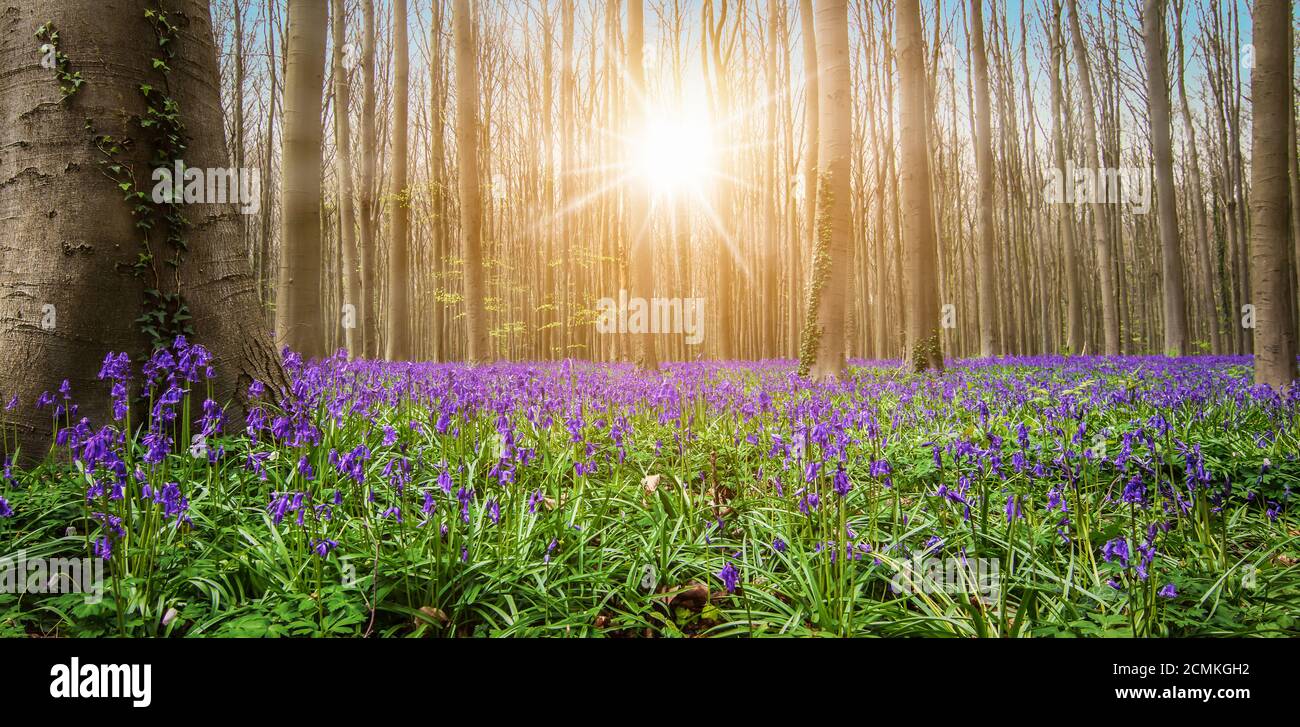 Paesaggio forestale panoramico con bluebells nei boschi. Foto Stock