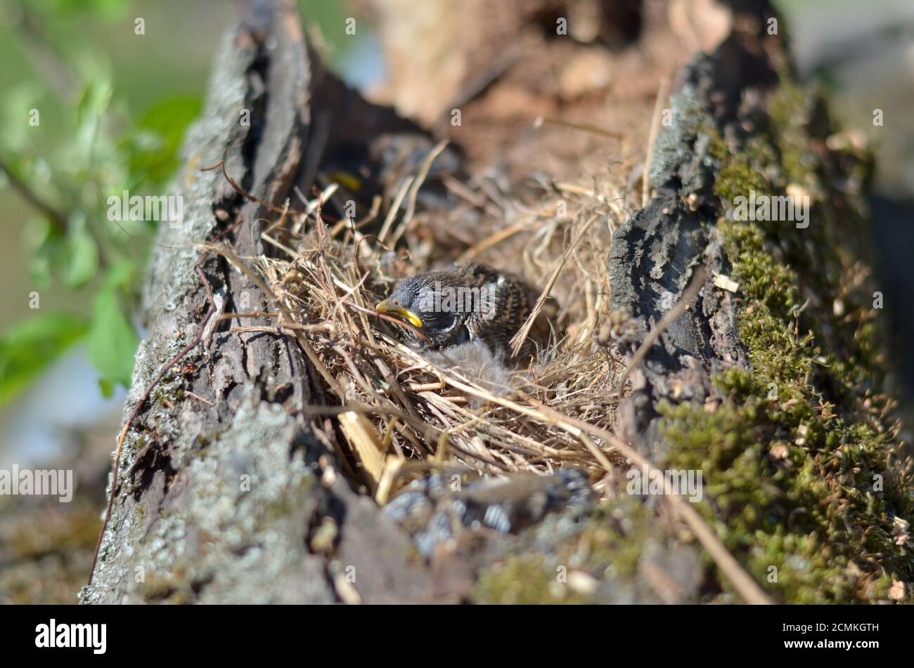 Casa passera - Passer domesticus. Sparrow accoccolato seduto nel nido. Profondità di campo poco profonda. Foto Stock