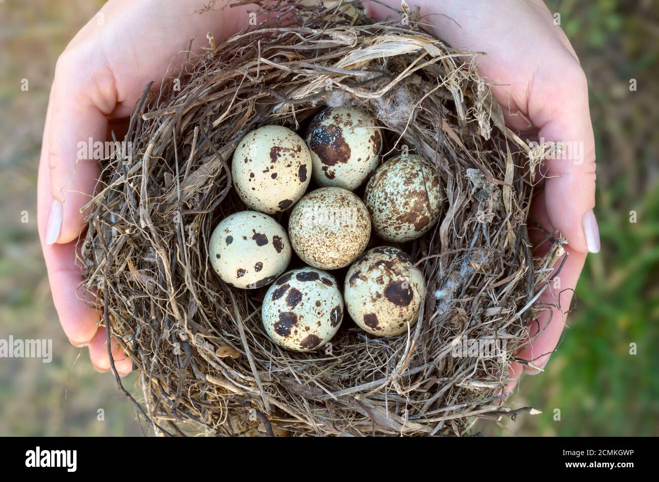 Un nido con uova di quaglia nelle mani di una donna primo piano, vista dall'alto Foto Stock