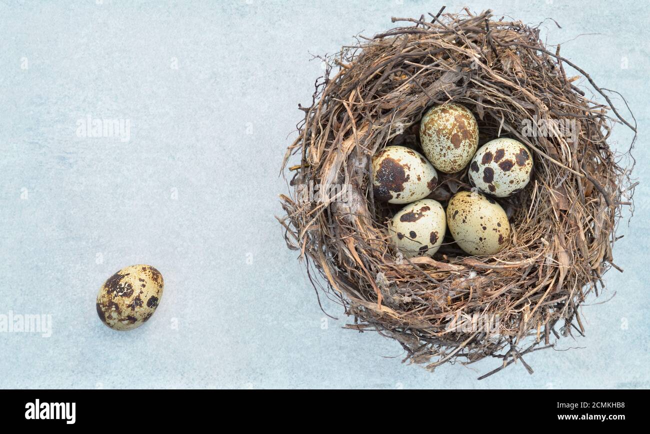 Uova di quaglia macchiate in un nido su uno sfondo grigio chiaro primo piano con spazio di copia, vista dall'alto. Mangiare sano. Concetto di Pasqua. Foto Stock