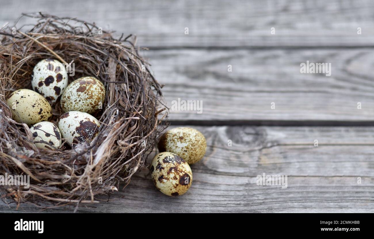 Uova di quaglia macchiate in un nido su una tavola rustica di legno come un primo piano di sfondo con spazio di copia. Profondità di campo poco profonda, messa a fuoco selettiva. Foto Stock