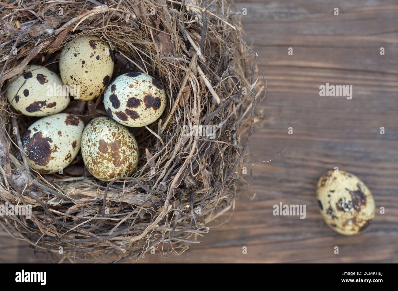 Uova di quaglia macchiate in un nido su uno sfondo di legno marrone primo piano con spazio di copia, vista dall'alto. Profondità di campo poco profonda, messa a fuoco selettiva. Foto Stock