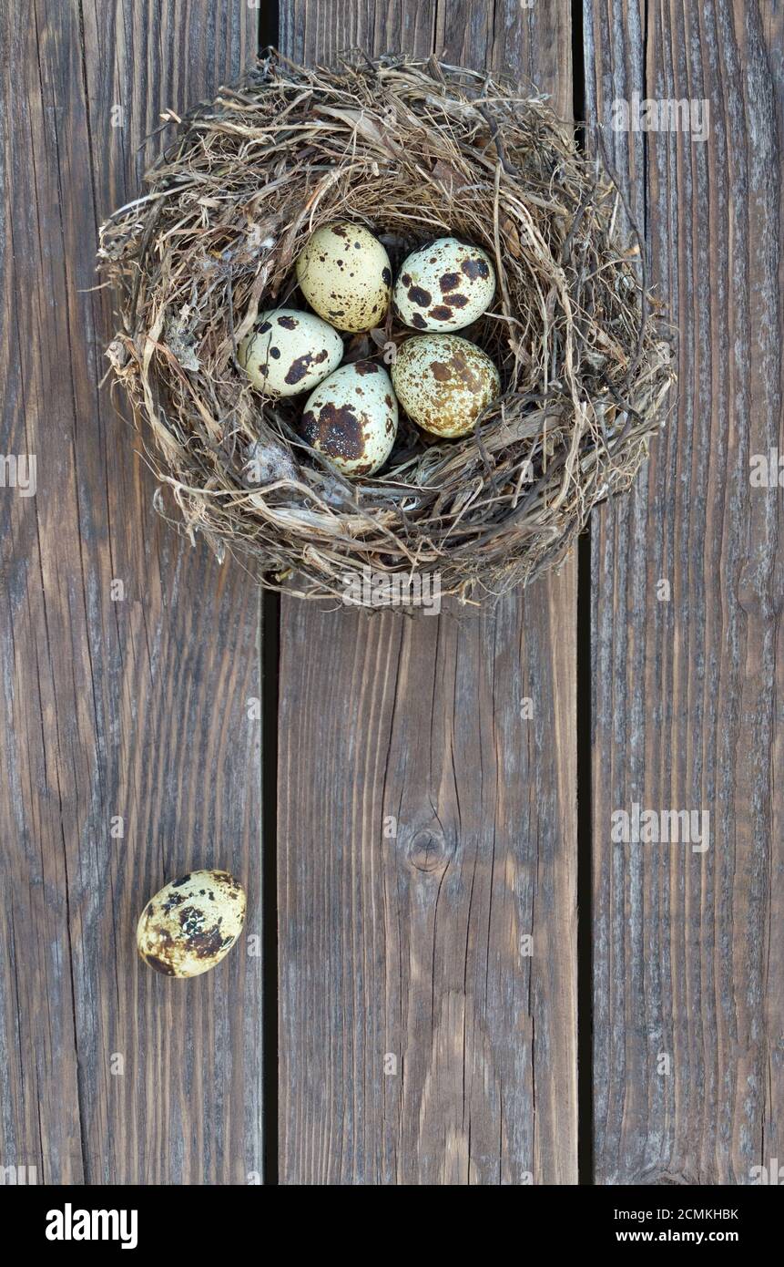 Uova di quaglia macchiate in un nido su un vecchio tavolo di legno come un primo piano di sfondo con spazio di copia, vista dall'alto. Mangiare sano. Concetto di Pasqua. Foto Stock