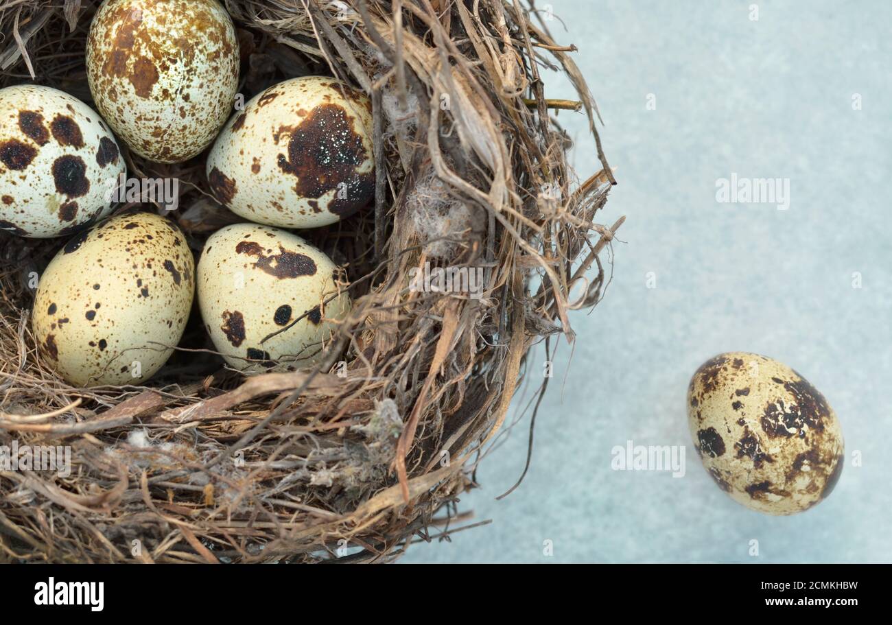 Nidifica con uova di quaglia macchiate su uno sfondo grigio chiaro primo piano con spazio di copia. Vista dall'alto, profondità di campo poco profonda. Mangiare sano. Concetto di Pasqua. Foto Stock