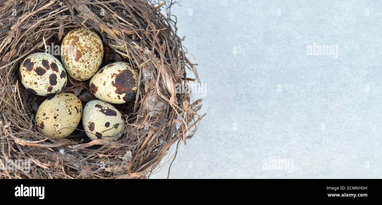 Cinque uova di quaglia macchiate in un nido su uno sfondo grigio chiaro primo piano con spazio di copia, vista dall'alto. Mangiare sano. Concetto di Pasqua. Foto Stock