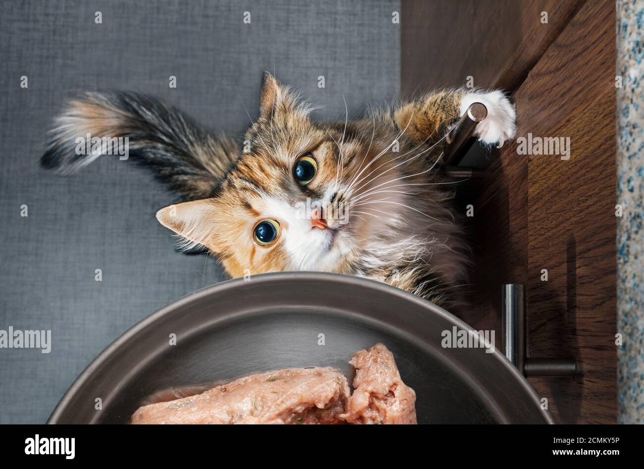 Vista dall'alto di un gatto disperato che cerca di raggiungere una ciotola di cibo piena di carne di pollo macinata. Cat è in piedi sulle gambe posteriori. Concetto per la dieta di alimento crudo. Foto Stock
