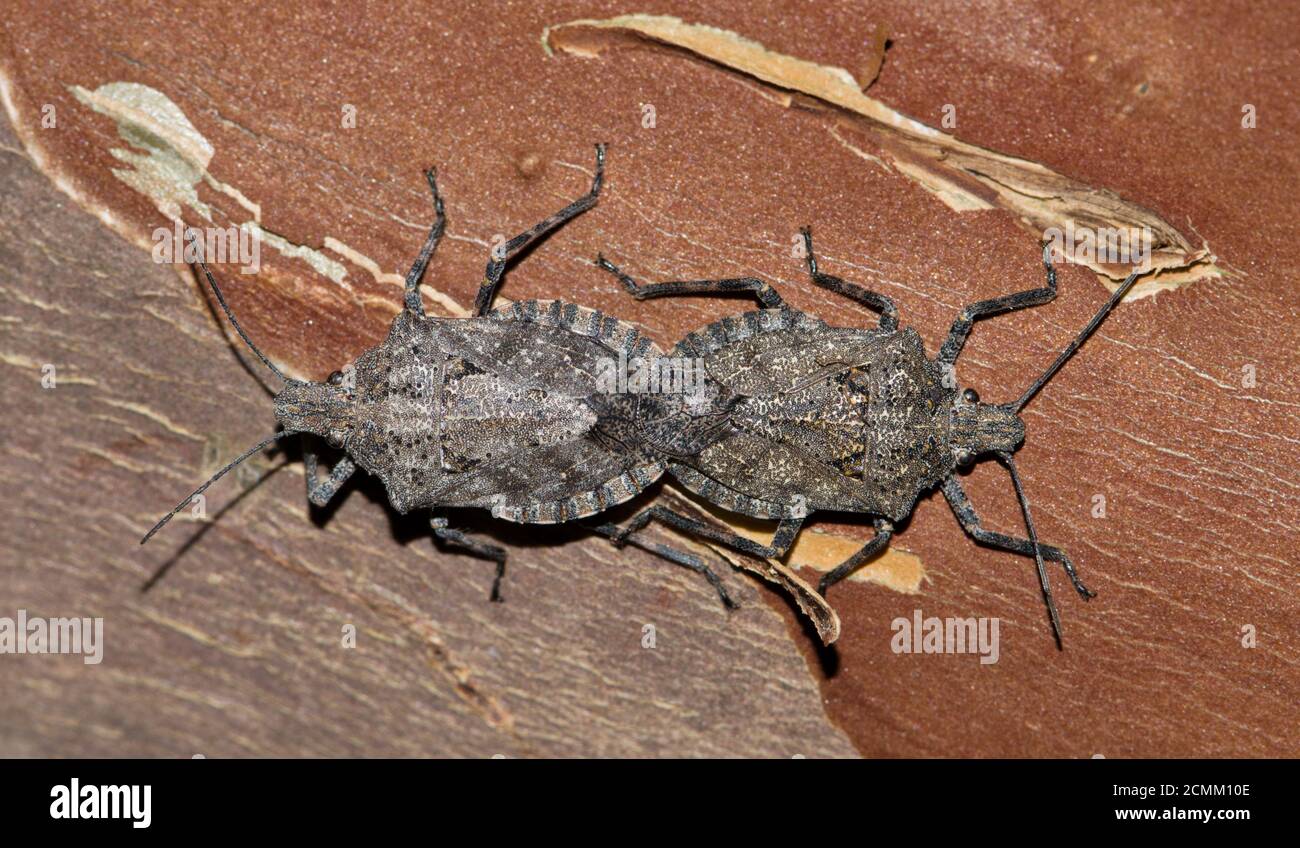 Due bug di Rough Stink (Brochymena) di accoppiamento, immagine macro isolata su un ramo di albero di Crepe Myrtle a Houston, TX. Foto Stock