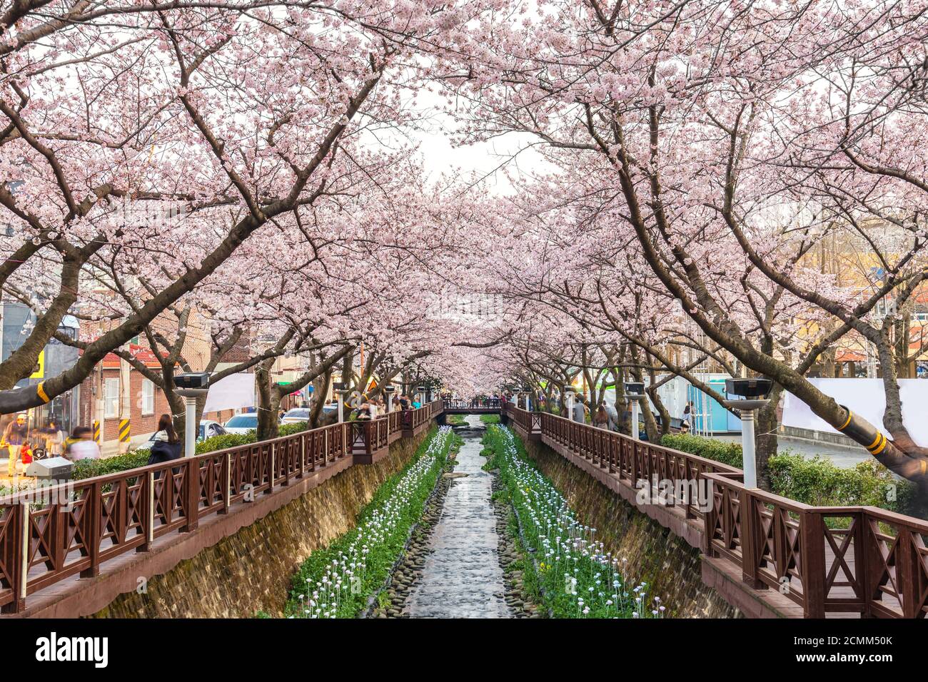 La molla Cherry Blossom Festival a flusso Yeojwacheon, Jinhae, Corea del Sud Foto Stock