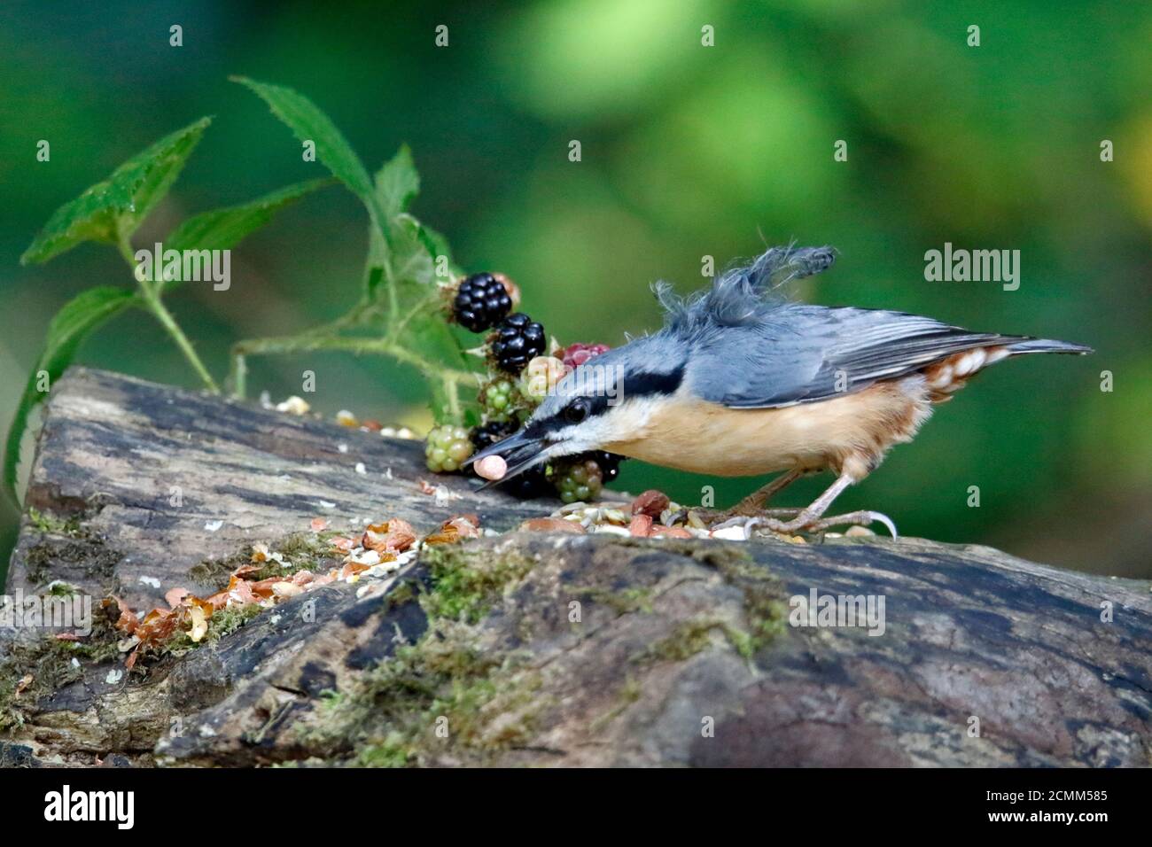 Nuthatch raccogliendo frutta, noci e semi da una stazione di alimentazione del bosco Foto Stock