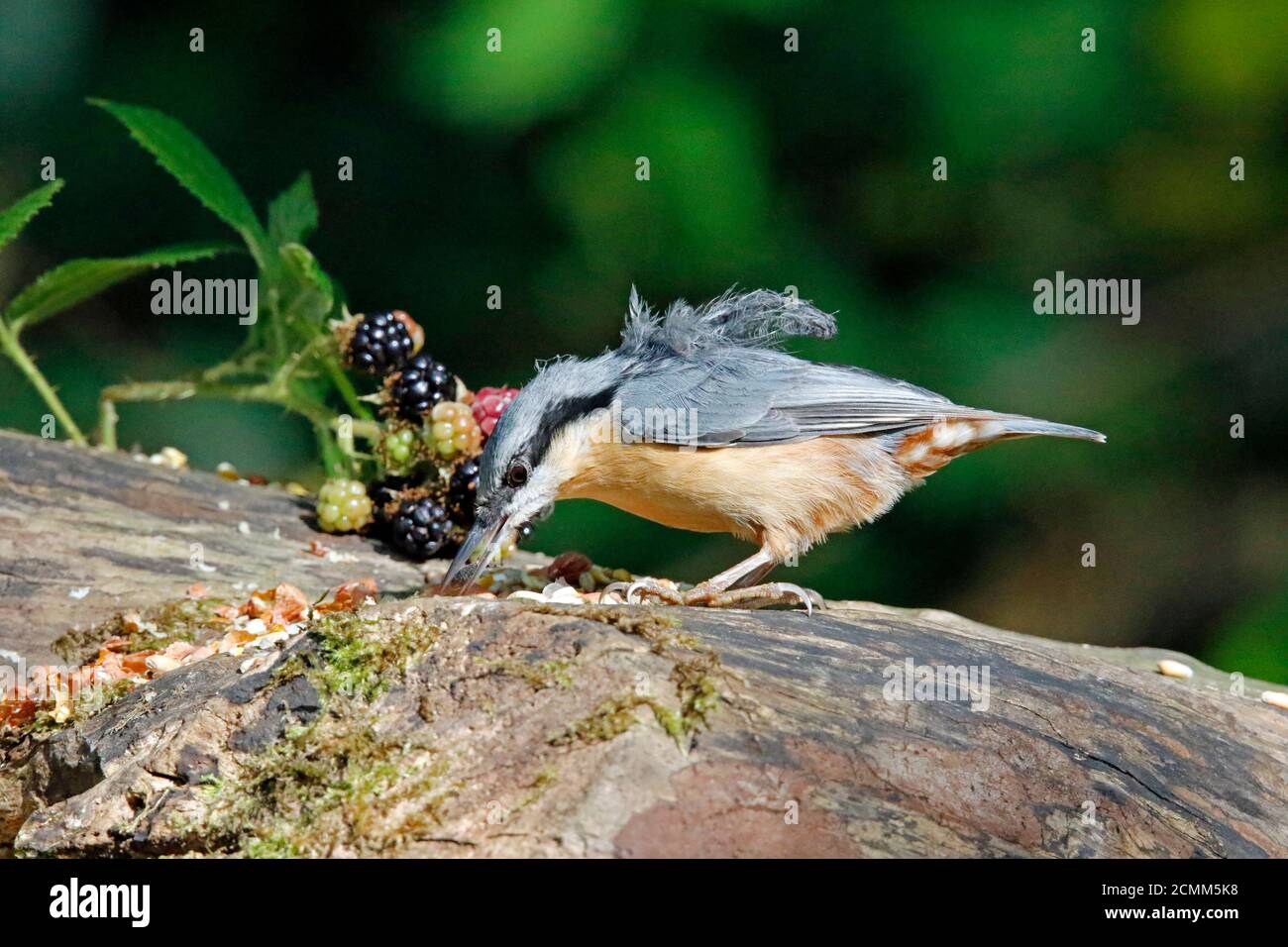 Nuthatch raccogliendo frutta, noci e semi da una stazione di alimentazione del bosco Foto Stock