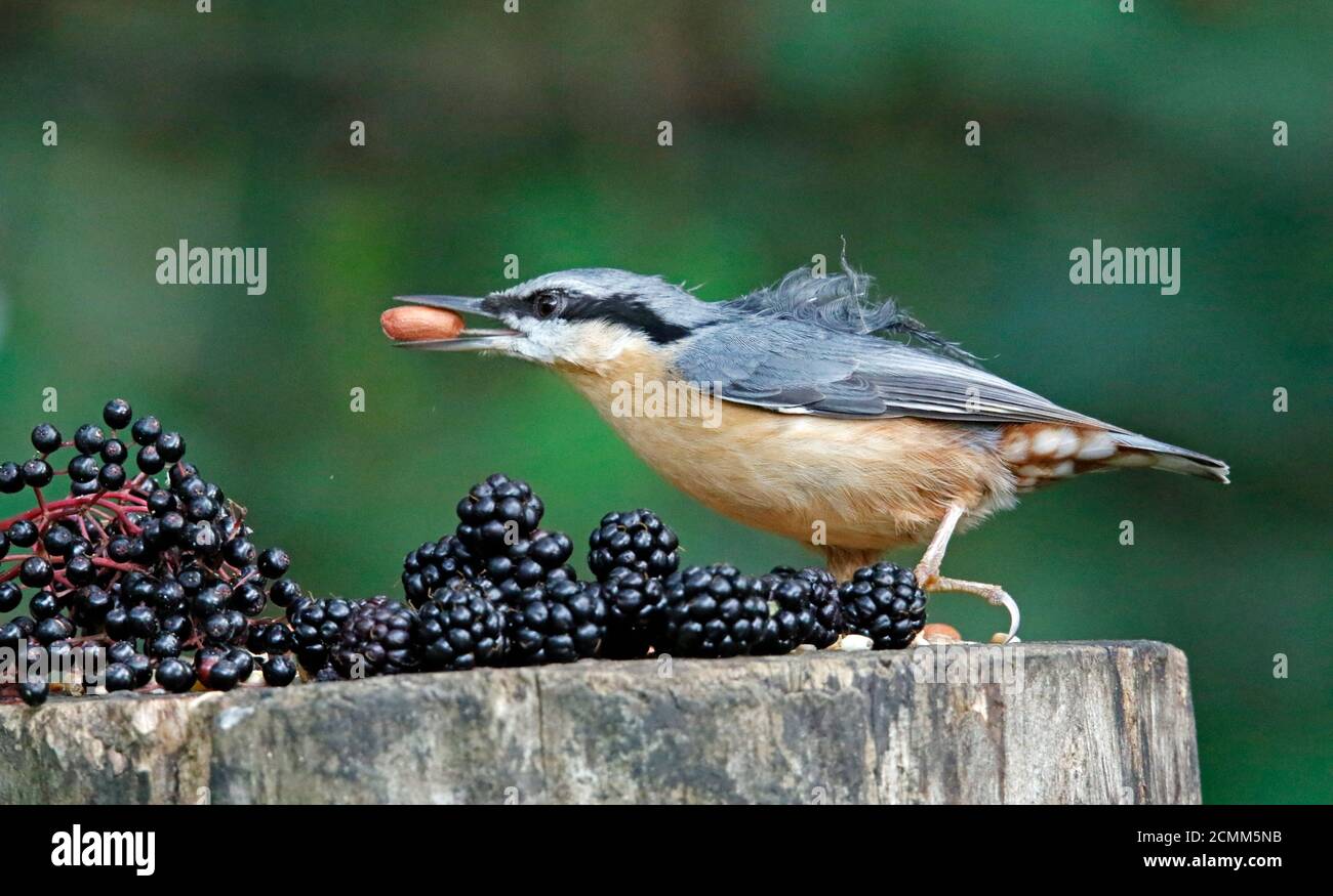 Nuthatch raccogliendo frutta, noci e semi da una stazione di alimentazione del bosco Foto Stock