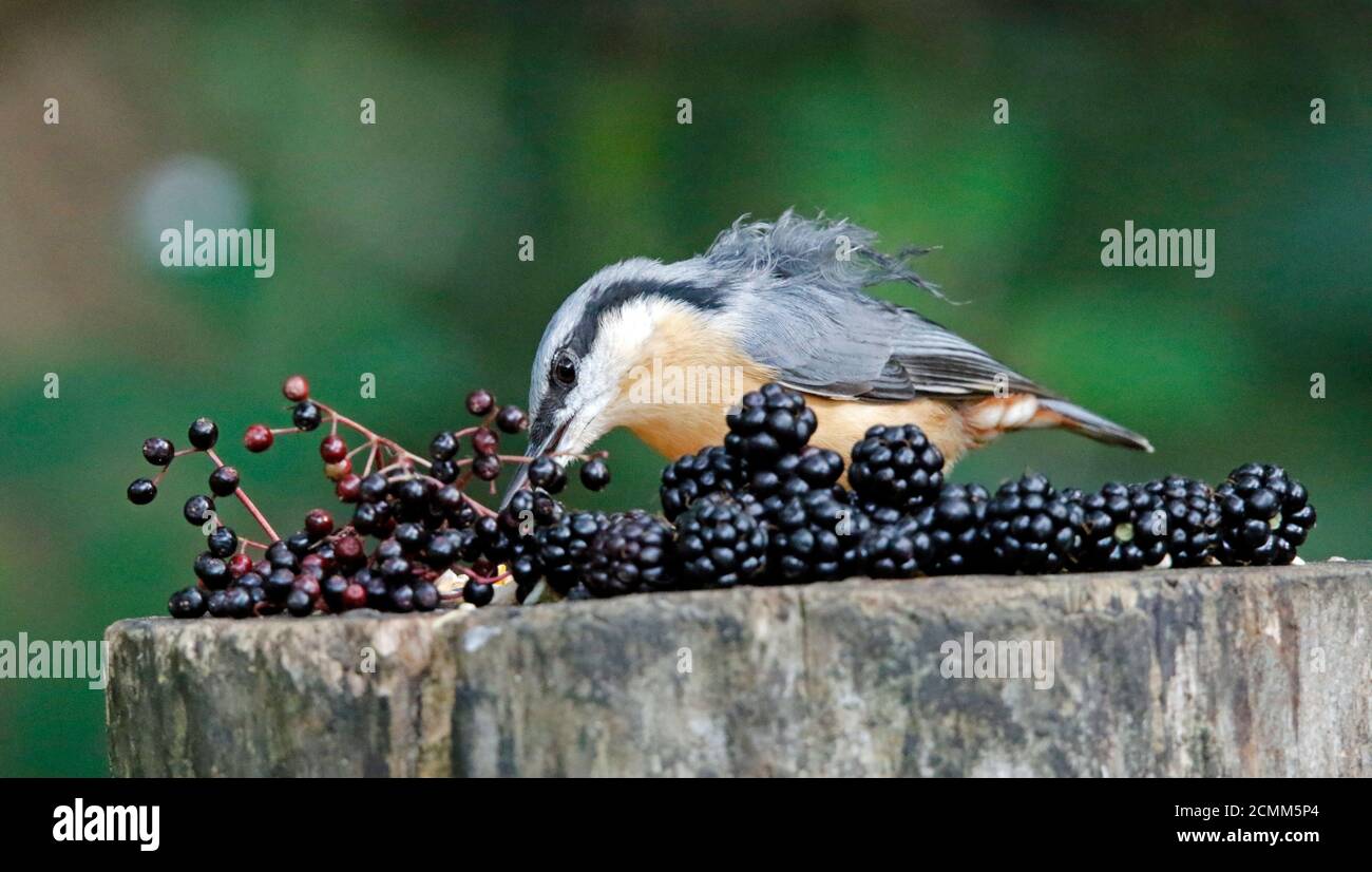Nuthatch raccogliendo frutta, noci e semi da una stazione di alimentazione del bosco Foto Stock