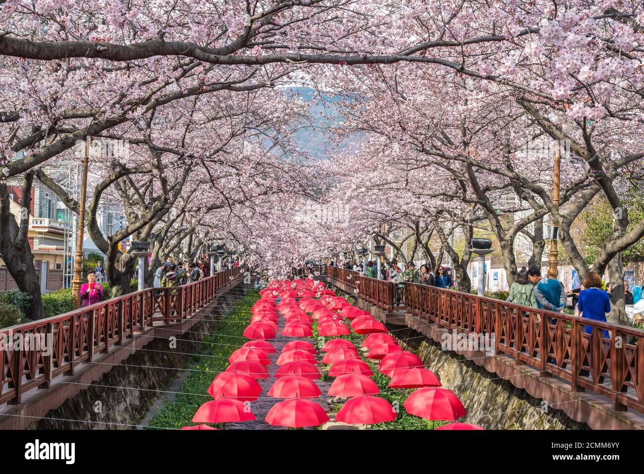 La molla Cherry Blossom Festival a flusso Yeojwacheon, Jinhae, Corea del Sud Foto Stock