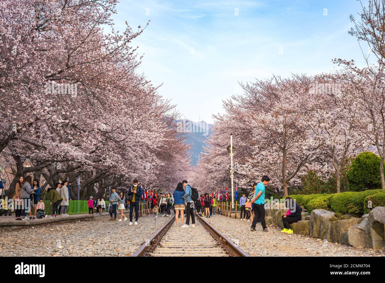 La molla Cherry Blossom Festival a stazione Gyeonghwa, Jinhae, Corea del Sud Foto Stock