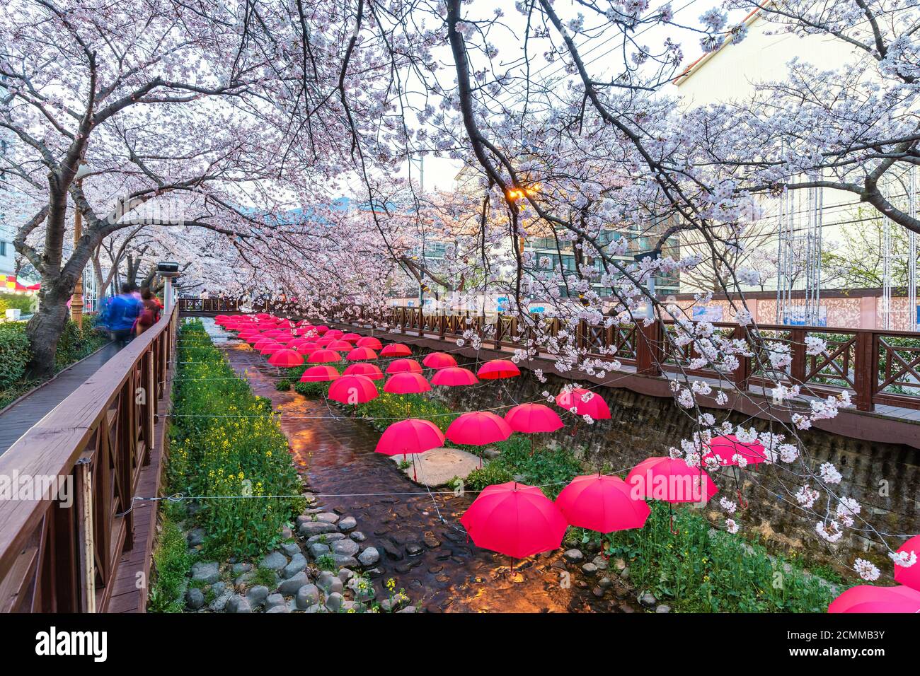 La molla Cherry Blossom Festival a flusso Yeojwacheon, Jinhae, Corea del Sud Foto Stock