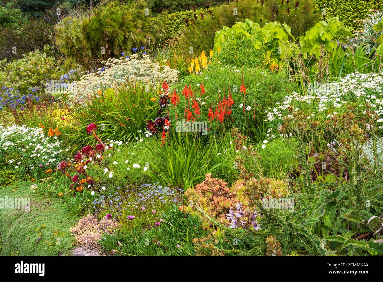 Coloratissimi fiori di fine estate nei giardini murati di Inverewe Garden, Poolewe, Wester Ross, Scozia, Regno Unito Foto Stock