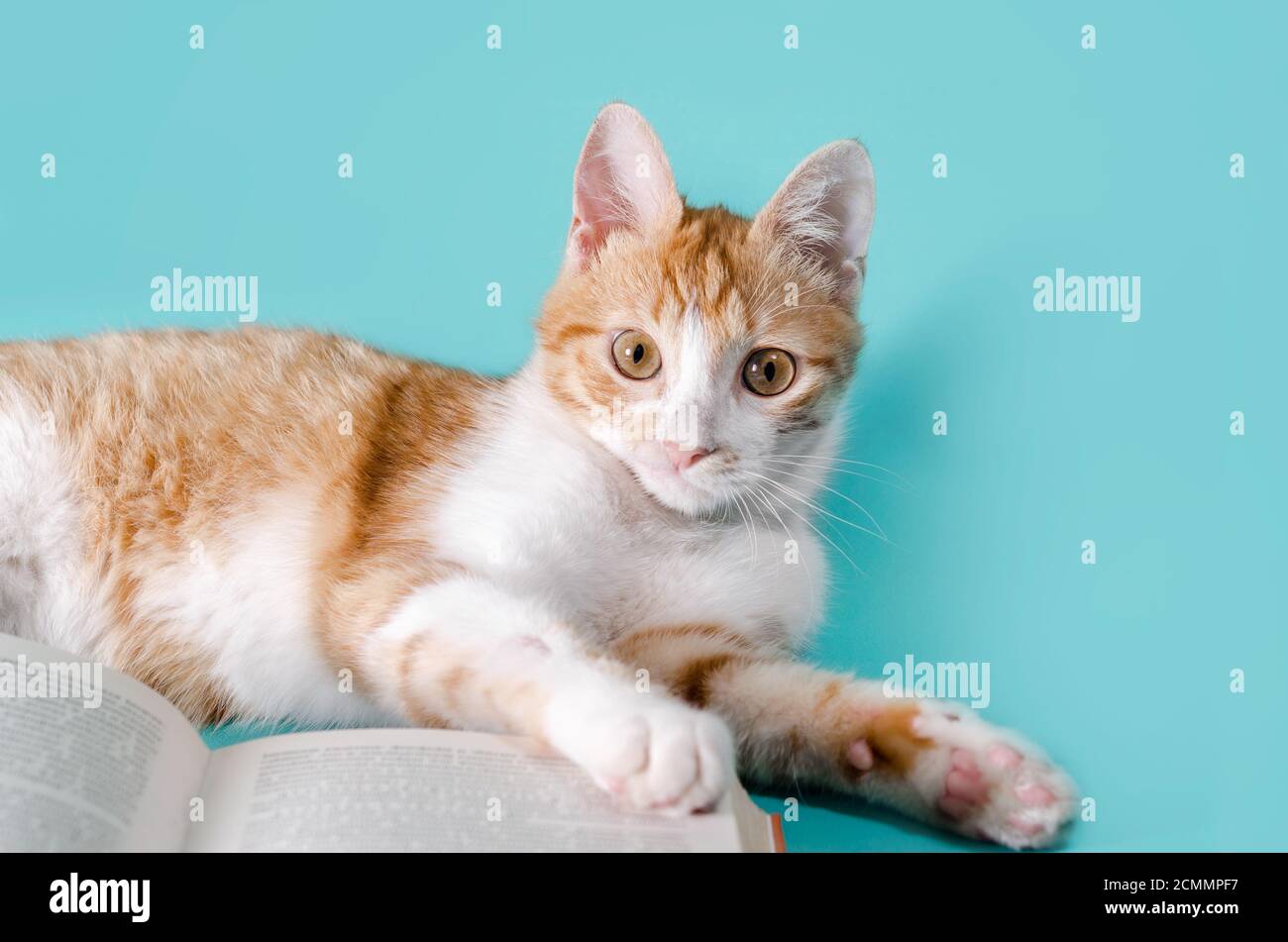 ginger gatto e libro su uno sfondo chiaro studio girato Foto Stock