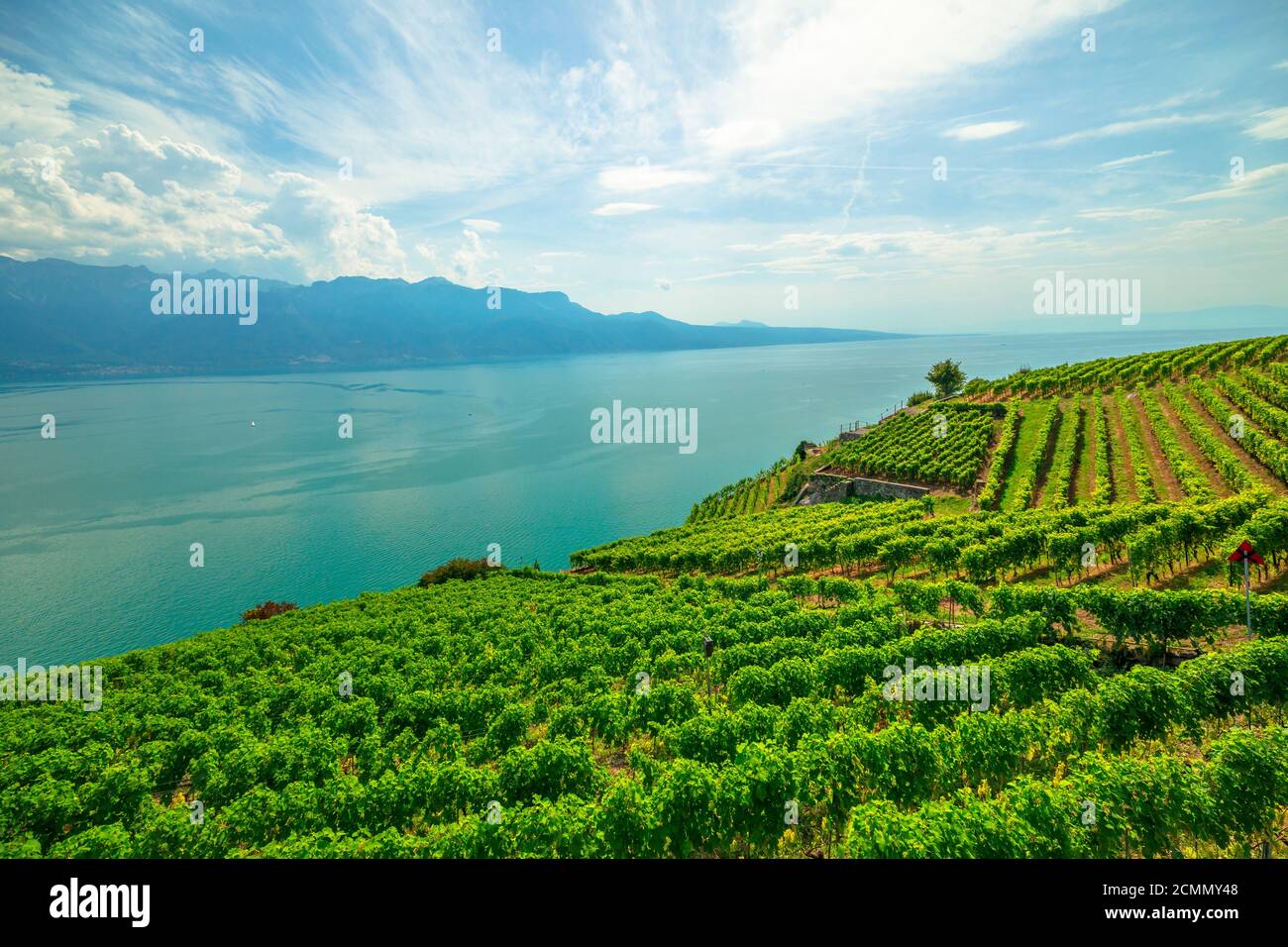 Paesaggio panoramico tra vigneti terrazzati di Lavaux da Lutry e Cully. Lago di Ginevra e Alpi svizzere, patrimonio dell'UNESCO vigneti del vino Lavaux Foto Stock