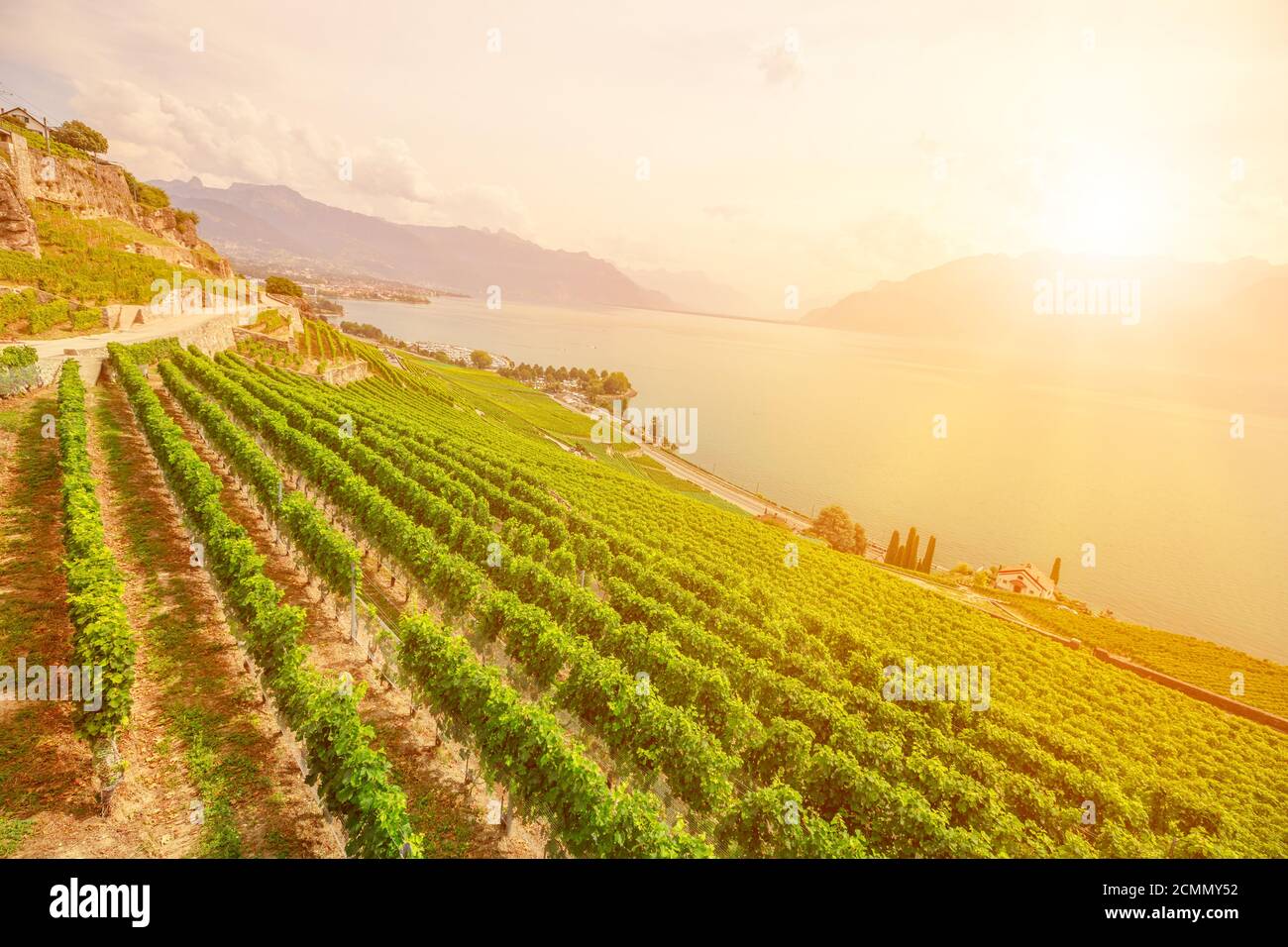 Paesaggio panoramico delle terrazze dei vigneti di Lavaux al tramonto e Lago di Ginevra o Lago Leman. Lavaux, Patrimonio dell'Umanità dell'UNESCO, è una regione di Vaud Foto Stock