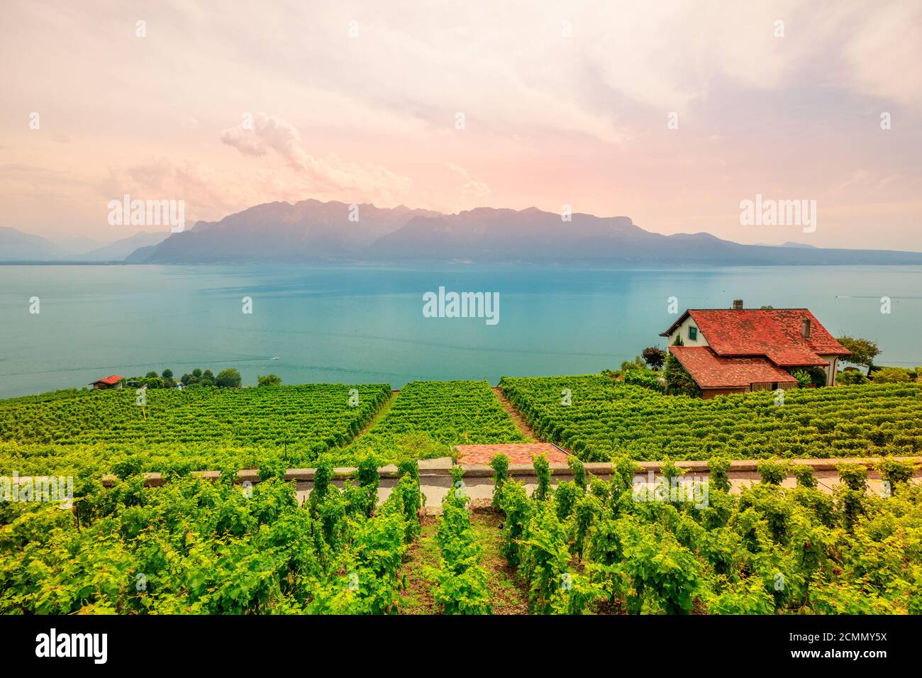 Lavaux Vineyard, un sito patrimonio dell'umanità dell'UNESCO. Vista al tramonto sui vigneti terrazzati, sulle Alpi svizzere e sul lago di Ginevra o sul lago Leman. Regione del vino tra Foto Stock