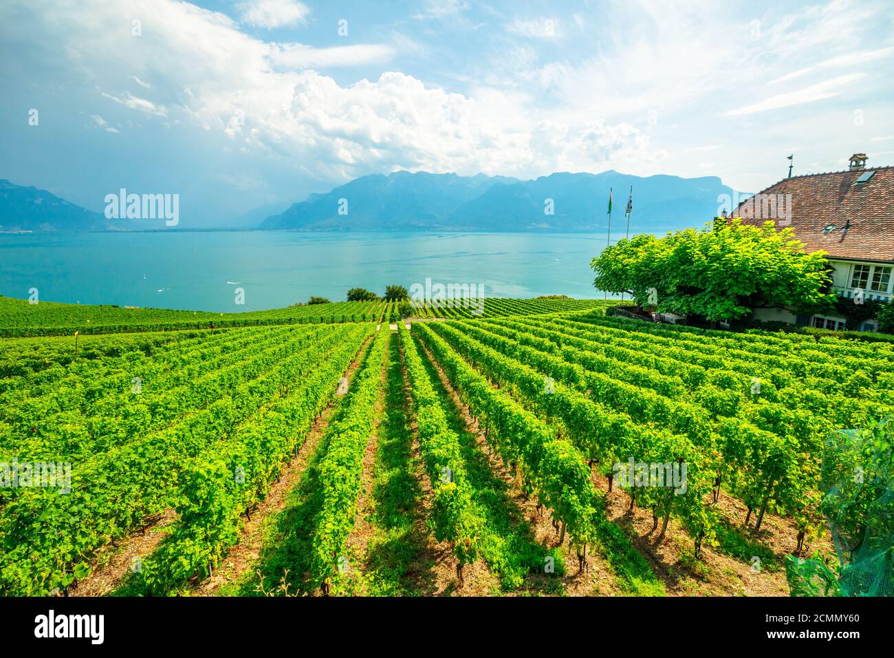 File di uve tra vigneti terrazzati di Lavaux da Lutry e Cully. Lago di Ginevra e Alpi svizzere, patrimonio dell'UNESCO vigneti della regione vinicola Lavaux Foto Stock
