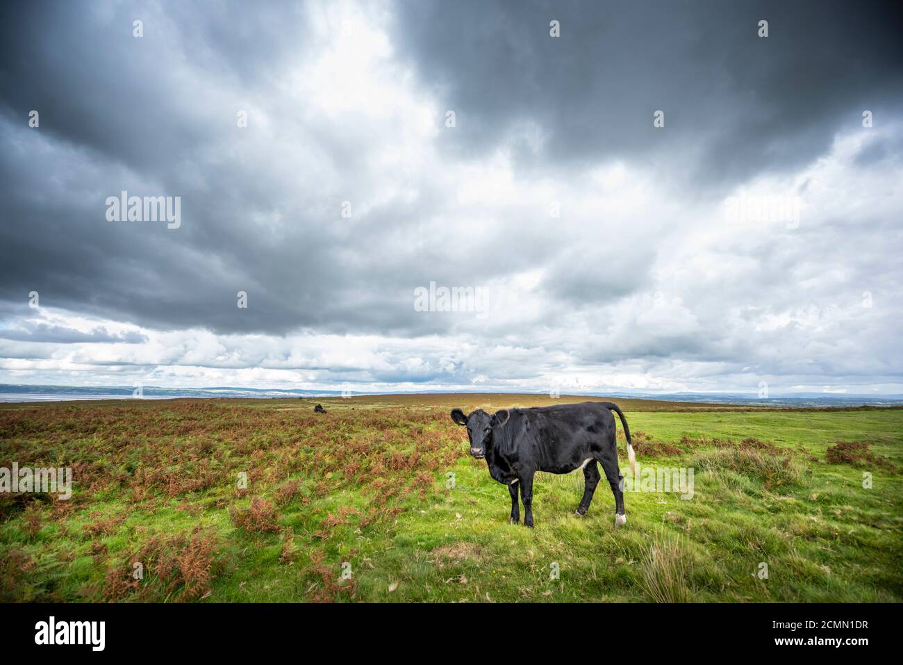 Una mucca su terra comune su Cefn Bryn una cresta Oltre la penisola di Gower Galles Regno Unito Foto Stock