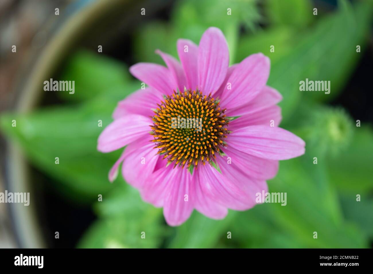 Un singolo fiore rosa, Echinacea, 'Wild Berry' dall'alto in una pentola di fiori all'aperto. STATI UNITI. Foto Stock