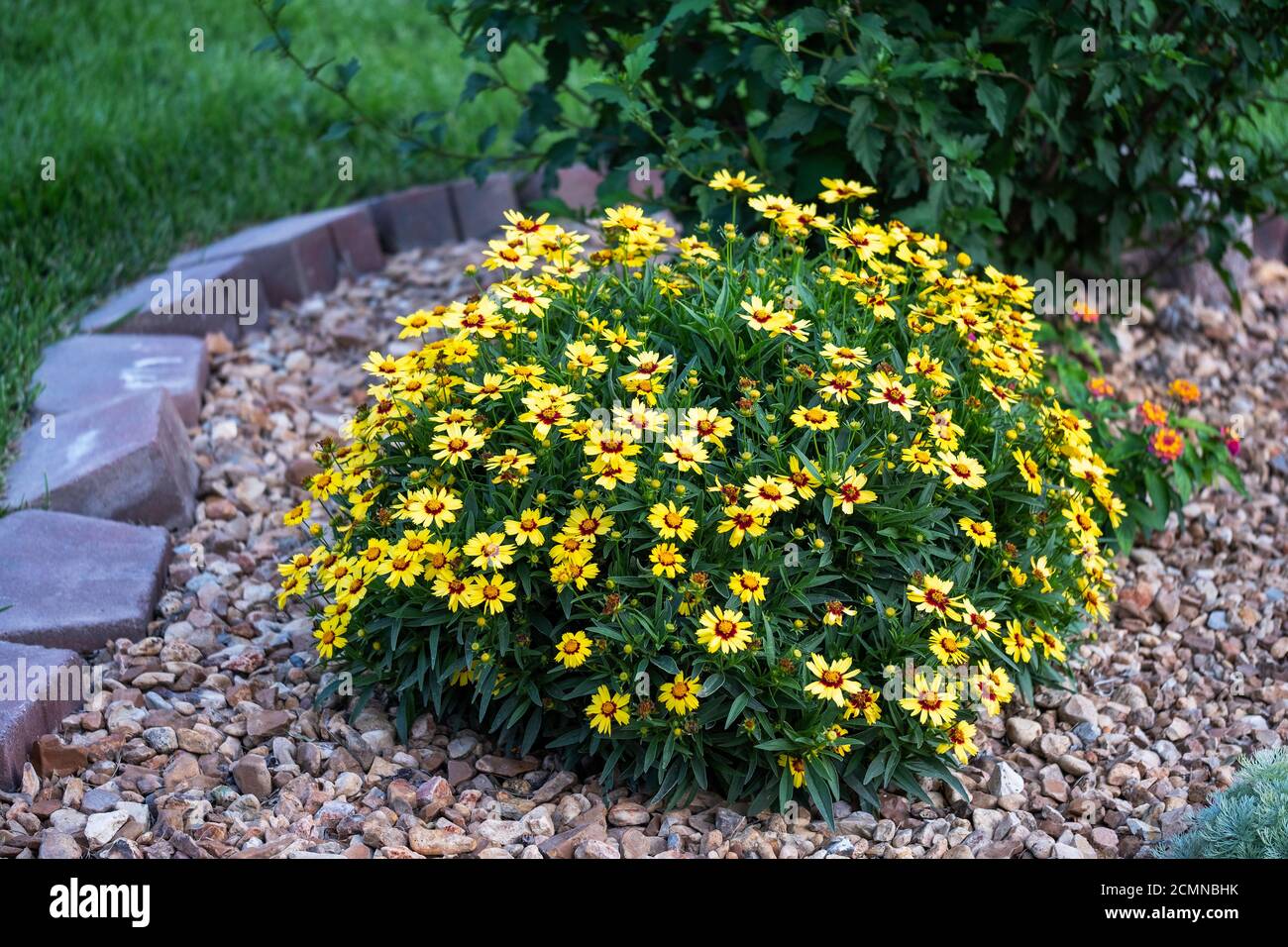 Coreopsis grandiflora, fiori gialli che piantano in una piccola area giardino. Pacciame di roccia. Kansas, Stati Uniti. Foto Stock