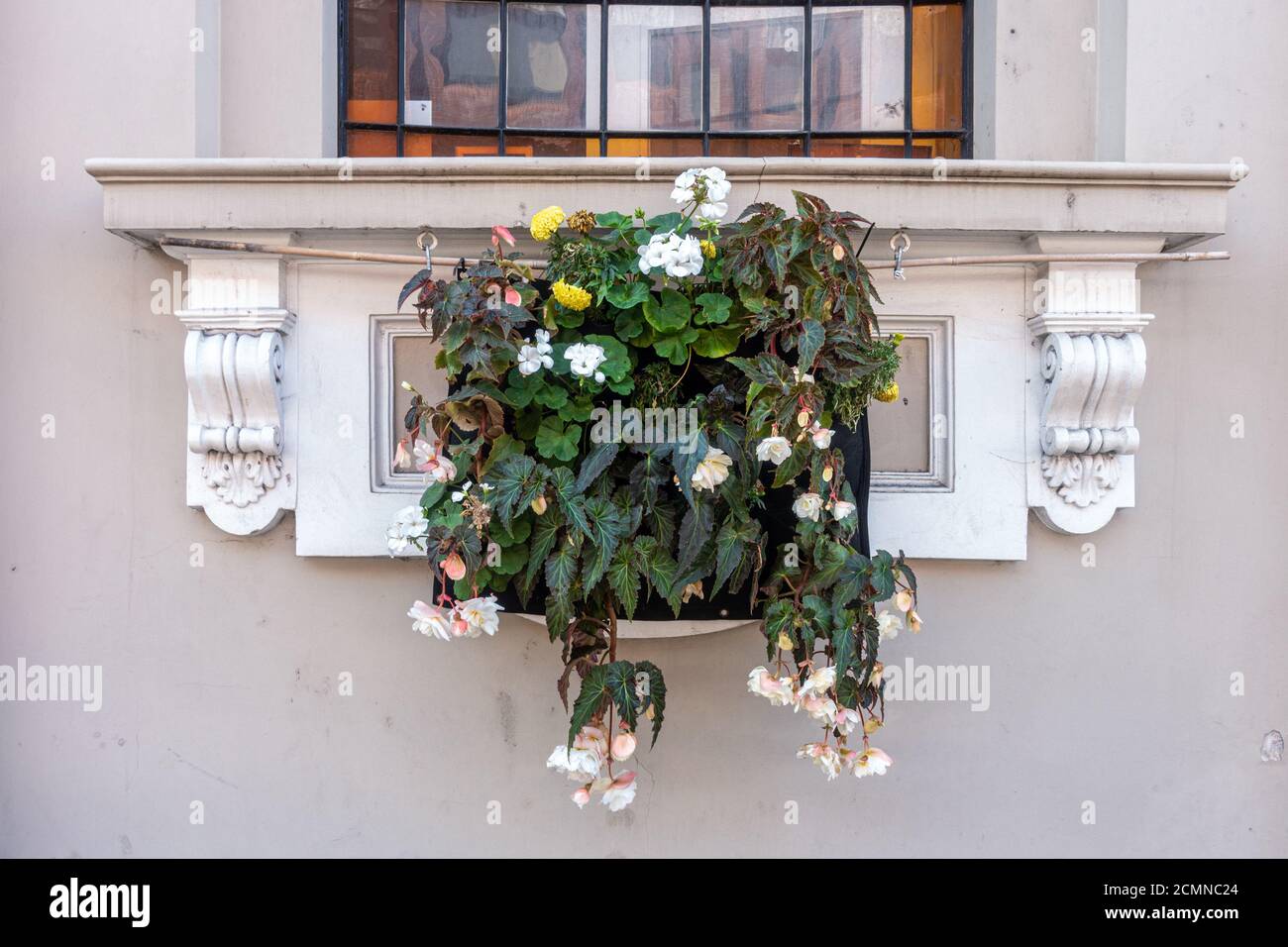 Piante da lettiera in una piantatrice appesa ad una soglia esterna della finestra all'esterno di un edificio. Foto Stock