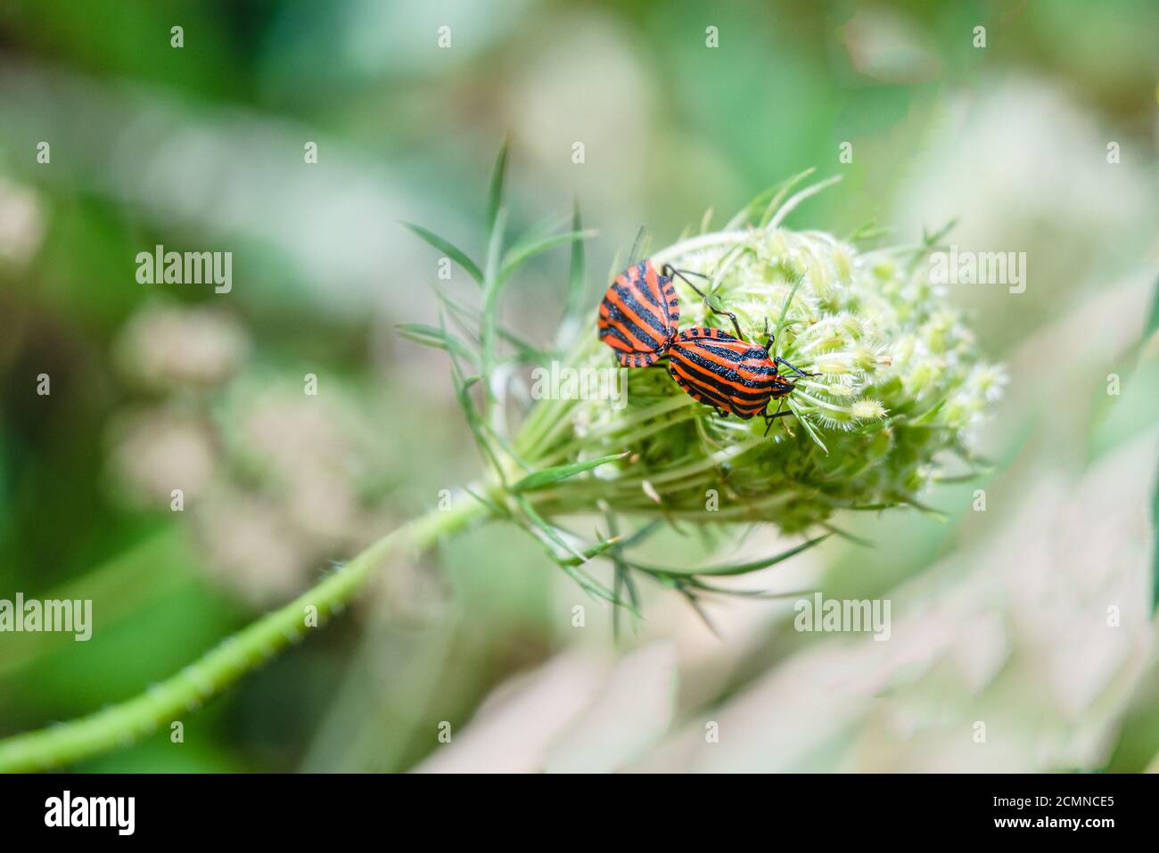 Bug su un fiore. Vista dorsale del grafosoma italicum. Bug striped o bug italiano striped o accoppiamento di bug Minstrel. Foto Stock