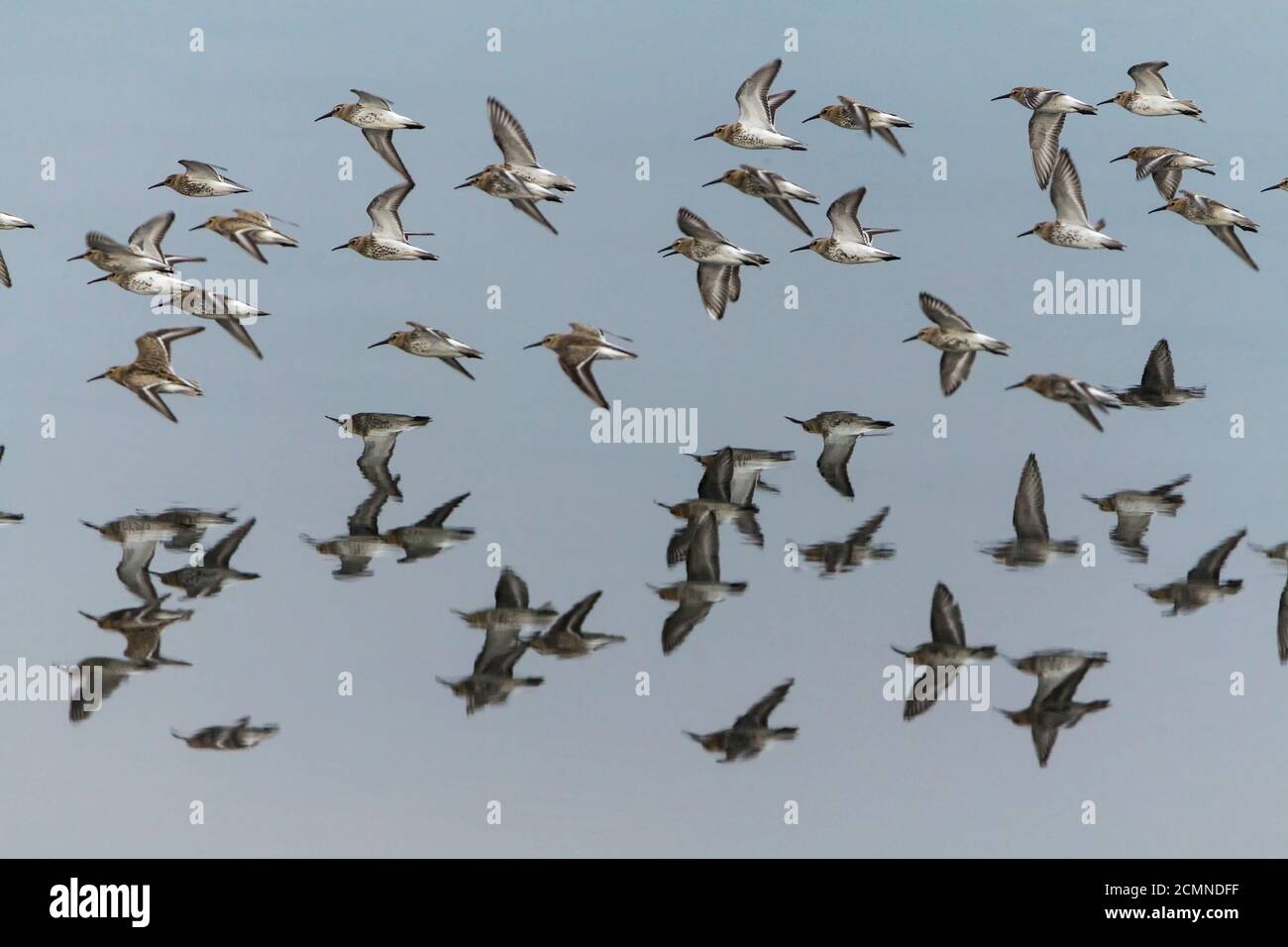 Dunlin (Calidris alpina) gregge di piccoli uccelli in volo sopra le foce mudflats. Ha lungo nero leggermente giù curvo fattura fine estate piumaggio. Foto Stock