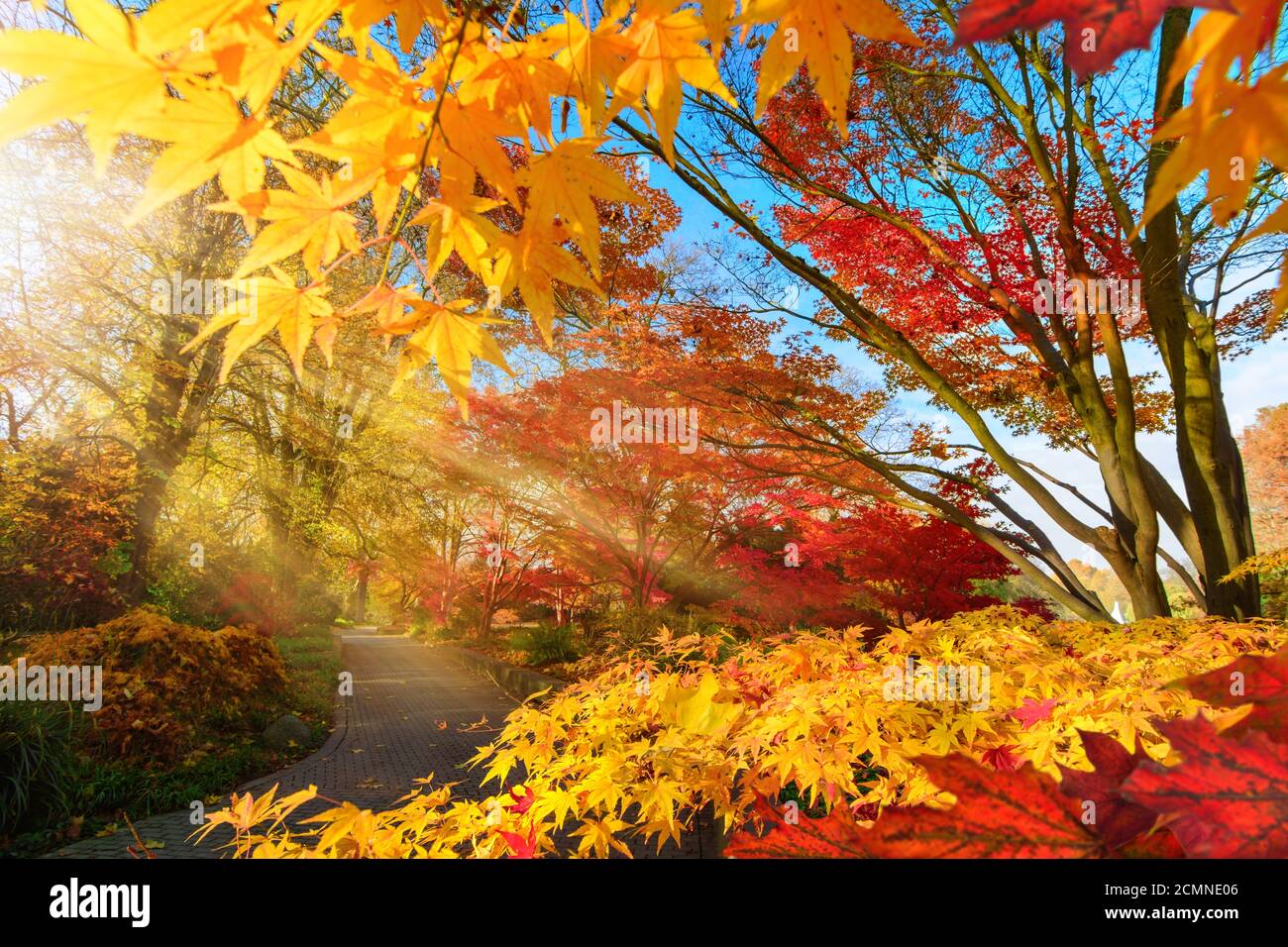 Variopinto cambiamento di stagione in un parco: Scenario autunnale con acero giapponese e altri alberi, con cielo blu e illuminato dai raggi del sole Foto Stock