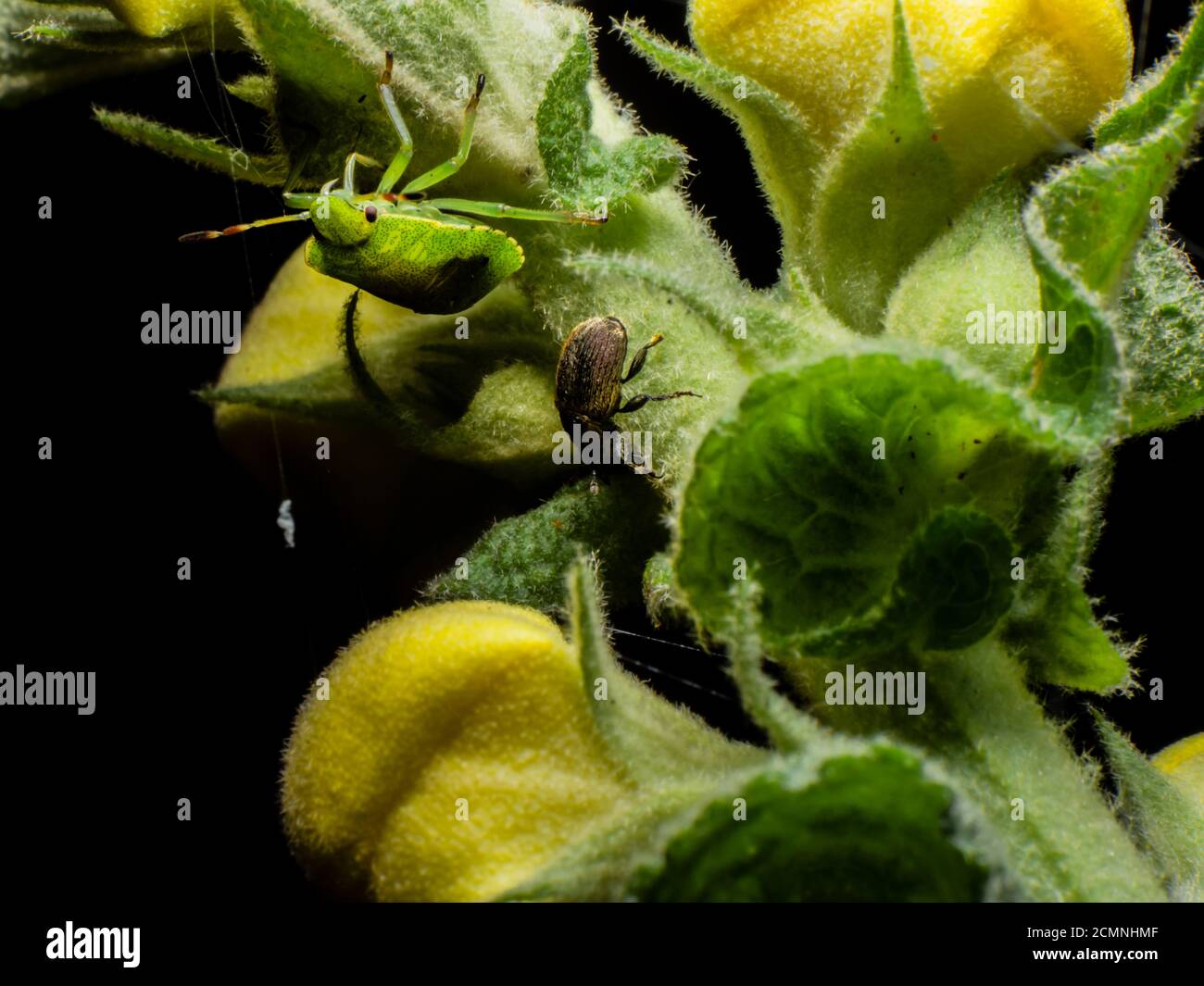 Insetto su pianta vicino Foto Stock
