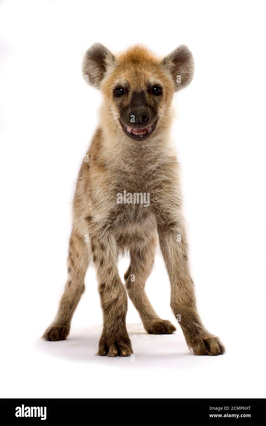 Spotted hyena (Crocuta crocuta) Foto Stock