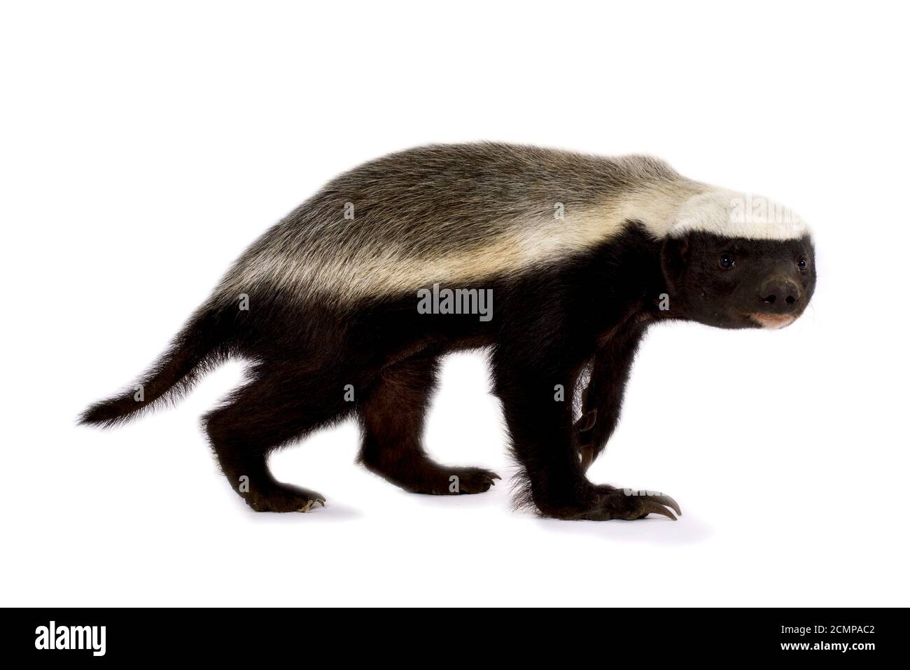 Tasso di miele (Melivora capensis) Foto Stock