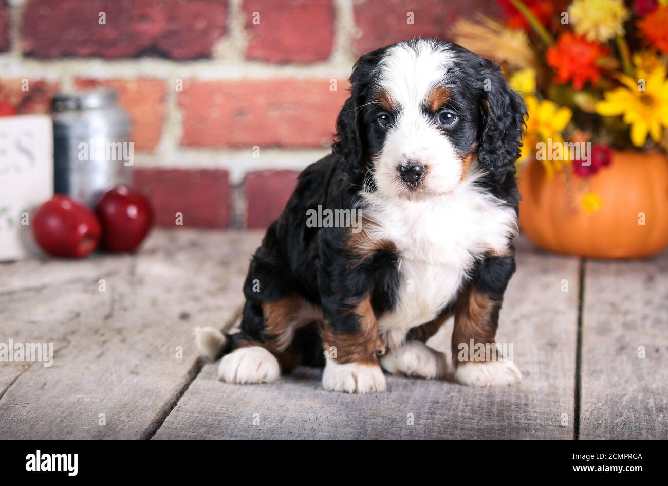 F1 Miniature Bernedoodle cucciolo a 5 settimane di età davanti di muro di mattoni con mele Foto Stock